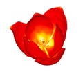 Xray image of a tulip flower isolated on white Royalty Free Stock Photo