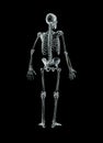Xray posterior or back view of full human male skeleton 3D rendering illustration isolated on black background with copy space. Royalty Free Stock Photo