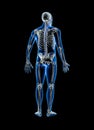 Xray posterior or back view of full human skeleton with male body 3D rendering illustration isolated on black with copy space.