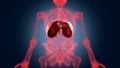 Xray scan internal orans - diaphragm