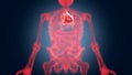 Xray scan internal orans - heart