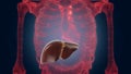 Xray scan internal orans - liver