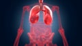 Xray scan internal orans - lungs