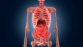 Xray scan internal organs