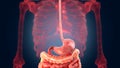 Xray scan internal organs - stomach