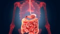 Xray scan internal organs - stomach