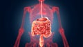 Xray scan internal organs - stomach