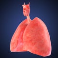 Xray view of human lungs Royalty Free Stock Photo