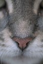 Xtreme closeup nose of tabby cat with selective focus Royalty Free Stock Photo