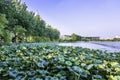 Xuanwu Lake Lotus and Nanjing railway station