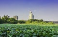 Xuanwu Lake Lotus