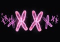 XX Female Chromosome concept.