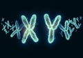 XY Chromosome illustration