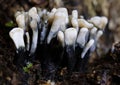 Xylaria hypoxylon, commonly called the Candlesnuff Fungus, appears throughout the year