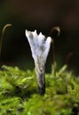 Xylaria hypoxylon, commonly called the Candlesnuff Fungus, appears throughout the year