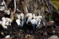 Xylaria hypoxylon, commonly called the Candlesnuff Fungus, appears throughout the year