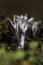 Xylaria hypoxylon, commonly called the Candlesnuff Fungus, appears throughout the year