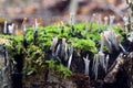 Xylaria hypoxylon fungus