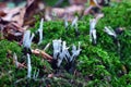 Xylaria hypoxylon fungus