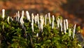 Xylaria hypoxylon fungus