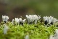 Xylaria hypoxylon