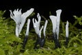 Xylaria hypoxylon