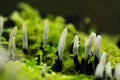 Xylaria hypoxylon