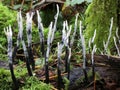 Xylaria hypoxylon - Stag`s Horn Fungus