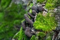 Xylaria