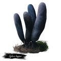 Xylaria longipes or dead moll fingers mushroom closeup digital art illustration. Boletus has rounded top and lond black stem.