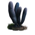 Xylaria longipes or dead moll fingers mushroom closeup digital art illustration. Boletus has rounded top and lond black