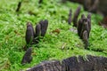 Xylaria polymorpha, commonly known as dead man\'s fingers close-up. Saprobic fungus among green moss in a summer forest Royalty Free Stock Photo