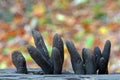 Xylaria polymorpha fungus