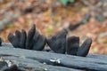 Dead man`s fingers mushroom