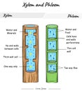 Xylem and phloem