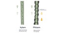 Xylem and phloem water and minerals transportation system outline diagram, Scientific Designing of Xylem And Phloem
