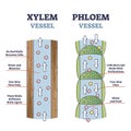 Xylem and phloem water and minerals transportation system outline diagram Royalty Free Stock Photo