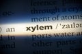 Xylem