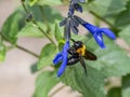 Xylocopa Japanese carpenter bees on sage flowers 4