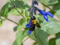 Xylocopa Japanese carpenter bees on sage flowers 2