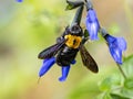 Xylocopa Japanese carpenter bees on sage flowers 11