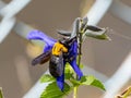Xylocopa Japanese carpenter bees on sage flowers 6