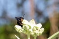 Xylocopa latipes on a white flower in nature Royalty Free Stock Photo