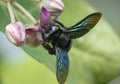 Xylocopa valga or carpenter bee on Apple of Sodom flowers Royalty Free Stock Photo