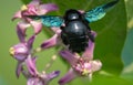 Xylocopa valga or carpenter bee on Apple of Sodom flowers Royalty Free Stock Photo