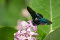 Xylocopa valga or carpenter bee on Apple of Sodom flowers Royalty Free Stock Photo