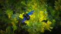 Xylocopa valga, carpenter bee collects pollen in the forest. Black solitary bee on the meadow flowers. Macro view, close up. Euro