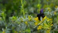 Xylocopa valga, carpenter bee collects pollen in the forest. Black solitary bee on the meadow flowers. Macro view, close up. Euro