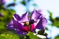 Xylocopa violacea collects pollen and nectar from Syrian hibiscus