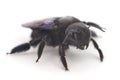 Xylocopa Violacea isolated on white